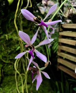 Ancistrochilus rothschildianus