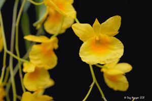 Dendrobium capillipes