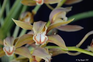 Cymbidium schroederi