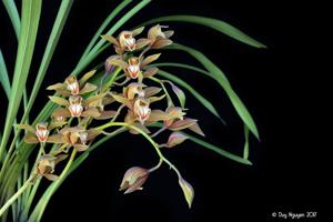 Cymbidium schroederi