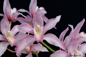 Cymbidium insigne