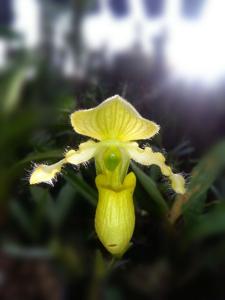 Paphiopedilum primulinum