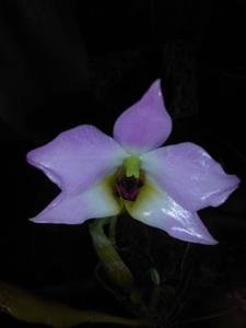 Dendrobium trantuanii