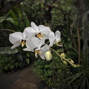 Phalaenopsis amabilis