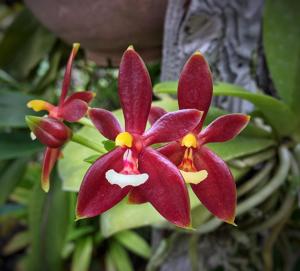 Phalaenopsis cornu-cervi