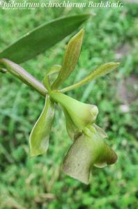 Epidendrum proligerum