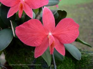 Cattleya wittigiana