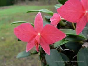 Cattleya wittigiana