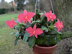 Cattleya wittigiana