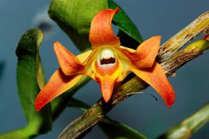 Dendrobium fanjingshanense