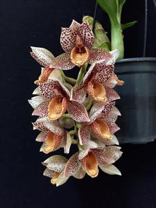 Catasetum denticulatum