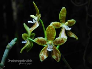 Phalaenopsis viridis