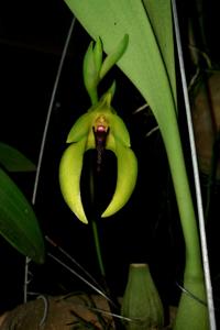 Bulbophyllum amplebracteatum subsp. carunculatum