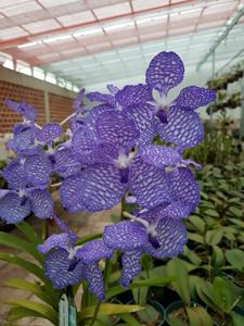 Vanda coerulea