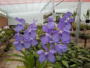 Vanda coerulea