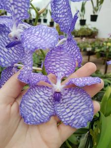 Vanda coerulea