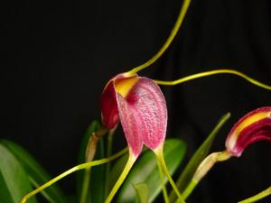 Masdevallia fulvescens