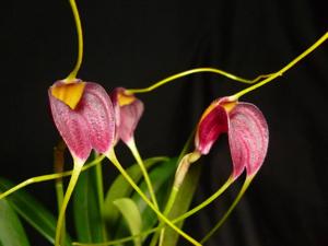 Masdevallia fulvescens