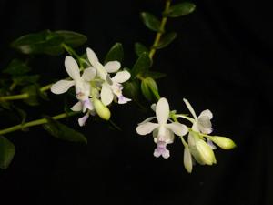 Epidendrum endresii