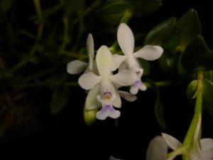 Epidendrum endresii