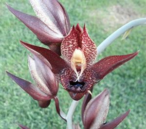 Catasetum schmidtianum