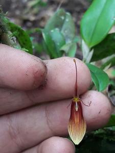 Restrepia antennifera