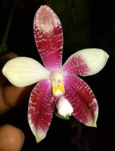 Phalaenopsis tetraspis