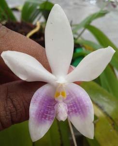 Phalaenopsis tetraspis