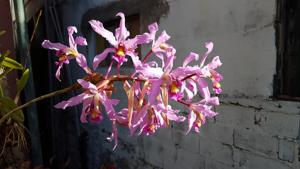 Laelia superbiens