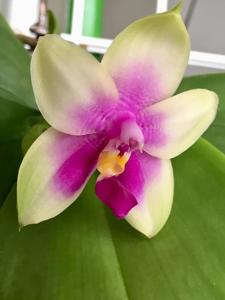 Phalaenopsis bellina