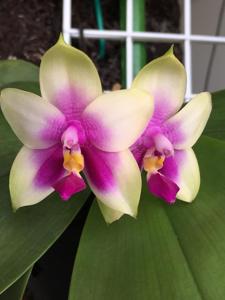 Phalaenopsis bellina