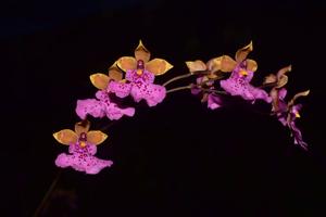 Caucaea sanguinolenta