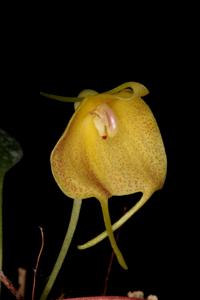 Masdevallia citrinella