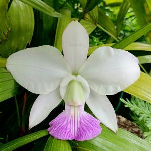 Cattleya walkeriana