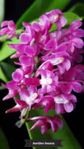 Aerides leeana