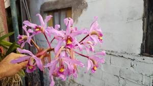 Laelia superbiens