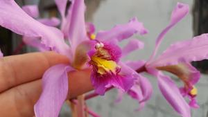 Laelia superbiens