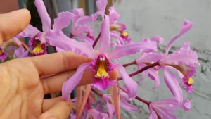 Laelia superbiens