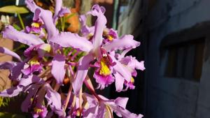 Laelia superbiens