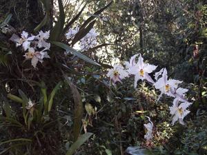 Oncidium alexandrae