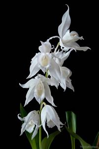 Coelogyne mooreana