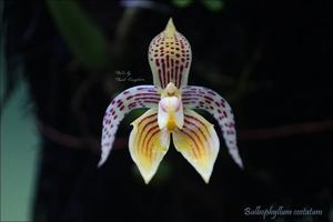 Bulbophyllum membranifolium subsp. membranifolium