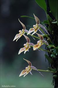 Bulbophyllum membranifolium subsp. membranifolium