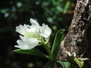 Hymenorchis phitamii