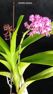 Aerides leeana