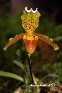 Paphiopedilum insigne