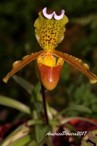 Paphiopedilum insigne