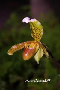 Paphiopedilum insigne