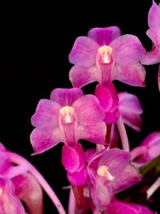 Aerides leeana