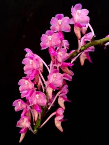 Aerides leeana